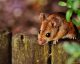 Spenden Lebensfreude nicht nur für Tierliebhaber: süße Mäuse © 2016 Alexas Fotos/pixabay.com | prepon.de