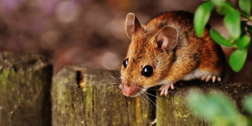 Spenden Lebensfreude nicht nur für Tierliebhaber: süße Mäuse © 2016 Alexas Fotos/pixabay.com | prepon.de